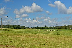 White storks on Palvere village field