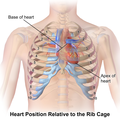 Illustration of heart position relative to the rib cage