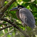 Boat-billed heron (Cochleatius cochlearius), Campeche, Mex. (2015).
