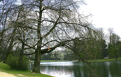 View of the lake at the Bois de la Cambre