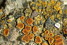 Close-up of orange cup-shaped lichen on a rough, grainy surface.