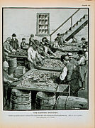 Children cleaning Atlantic herring at a cannery