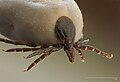 Image 10 Ixodes ricinus Photo: Richard Bartz A macro shot of the chelicerae of an engorged Ixodes ricinus species of tick, which is a vector for Lyme disease and tick-borne encephalitis in humans and louping ill in sheep. More selected pictures