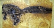 Kopidodon macrognatus mit schattenartiger Erhaltung des buschigen Schwanzes (Sammlung Forschungsinstitut Senckenberg)