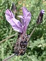 Flower of cultivated lavender; Lavandula stoechas