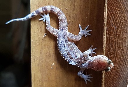 A young Mediterranean house gecko in the process of moulting