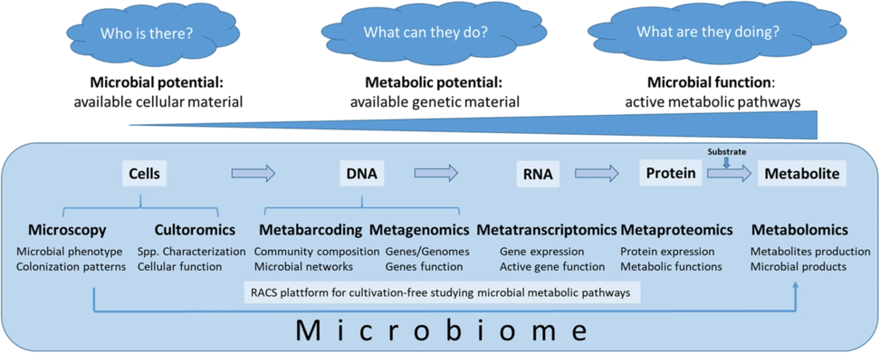 Methods for assessing microbial functioning Complex microbiome studies cover various areas, starting from the level of complete microbial cells (microscopy, culturomics), followed by the DNA (single cell genomics, metabarcoding, metagenomics), RNA (metatranscriptomics), protein (metaproteomics), and metabolites (metabolomics). In that order, the focus of the studies shifts from the microbial potential (learning about available microbiota in the given habitat) over the metabolic potential (deciphering available genetic material) towards microbial functioning (e.g., the discovery of the active metabolic pathways).[2]