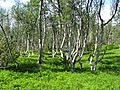 Image 11A stand of mountain birch at around 750 m in Trollheimen, typical of Scandinavian subalpine forests (from Montane ecosystems)