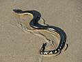 Pelamis platurus, pelagic sea snake