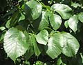 'Schuurhoek' leaves