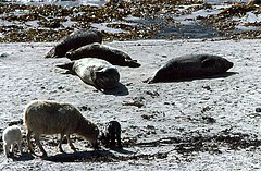 A white sheep, pictured with two lambs on the seaweed covered beach, next to seals lying in the sand.