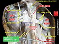 Testicular artery and vein