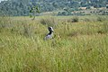 Uganda's Iconic Shoebill Stork in Mabamba Wetland