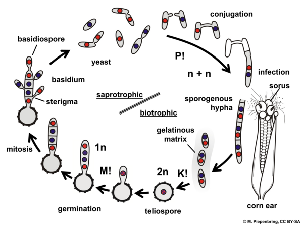 Life cycle of Ustilago maydis on corn, Ustilaginales Basidiomycota (diagram by M. Piepenbring)
