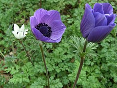 Poppy anemone - Anemone coronaria