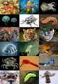 Image 1A selection of diverse animal species (from Nature)
