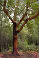 Mature tree at Big Basin Redwoods State Park, California