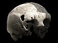 Image 18Aroeira 3 skull of 400,000 year old Homo heidelbergensis. The oldest trace of human history in Portugal. (from History of Portugal)