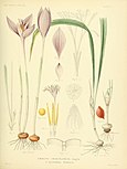 Hand painted lithograph of Crocus iridiflorus from 1886