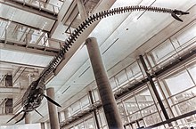 Gray skeleton with a long neck hanging form a ceiling