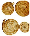 Sarasau hoard 1300-1200 BC