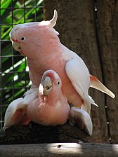 The Lophochroa leadbeateri, commonly known as Major Mitchell's Cockatoo or the pink cockatoo, is a native of the arid interior regions of Australia.