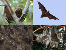 Megabat species of different subfamilies; from top-left, clockwise: Greater short-nosed fruit bat, Indian flying fox, straw-coloured fruit bat, Egyptian fruit bat.