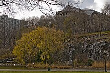 A willow tree by the lake in Morningside Park, NY. A cliff and a cathedral are visible in the background.