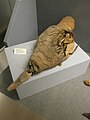 Ibis mummy, Greek-Roman era.