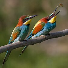 Bee-eaters such as Merops apiaster specialise in feeding on bees and wasps.