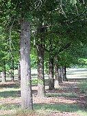 Trees in the Lindsay Pryor National Arboretum