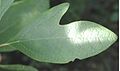 Bilobed leaf