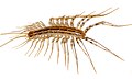 Image 31The house centipede Scutigera coleoptrata has rigid sclerites on each body segment. Supple chitin holds the sclerites together and connects the segments flexibly. Similar chitin connects the joints in the legs. Sclerotised tubular leg segments house the leg muscles, their nerves and attachments, leaving room for the passage of blood to and from the hemocoel (from Arthropod exoskeleton)