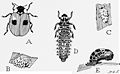 Life cycle of Adalia bipunctata. Illustration from Insects, Their Way and Means of Living by R. E. Snodgrass