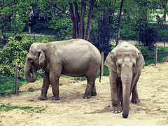 Jena and Praya, the two Asian elephants (Elephas maximus).