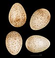 Eggs of A. d. algeriensis MHNT