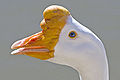 Image 30 Chinese goose head at List of goose breeds More selected pictures