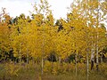 Image 36Autumn in the Bighorn Mountains (from Wyoming)