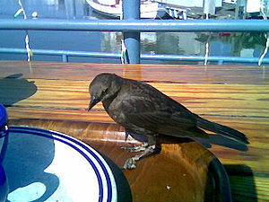 Sharing lunch with a very nice bird.
