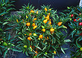 Compact plant of orange Capsicum