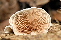 The underside of a single whitish to light brown, fan-shaped mushroom cap growing on a piece of wood. The cap has about 3 dozen lightly colored thin sections of tissue, closely spaced and arranged radially from a point originating near the surface of the wood.