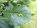 Leaf of unidentified broad-leaved elm (likely hybrid), Six Hills Common, Stevenage, Hertfordshire