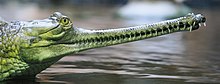 Photograph of an Indian Gharial shown with its expanded jaws closed and its teeth interlocking, similar to the snout of a spinosaurid