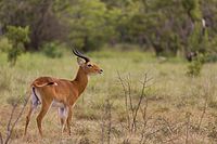 Male kob antelope
