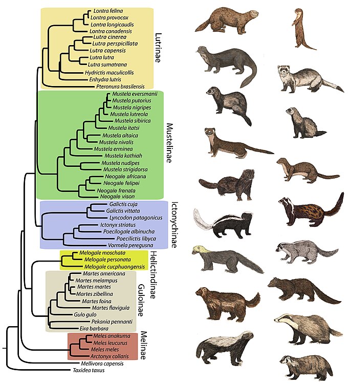 Phylogenetic tree of Mustelidae. Contains 53 of the 79 putative mustelid species.[4]