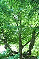 Persian ironwood tree (Parottia persica) at the Hortus Botanicus
