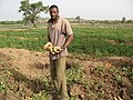 Image 45A farmer with potatoes (from Malian cuisine)