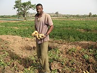 A farmer with potatoes