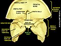 Basilar part of occipital bone