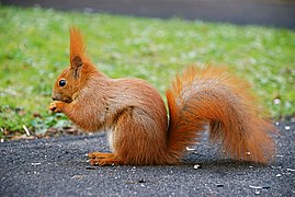 A red squirrel in one of Warsaw's parks